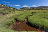 France, Corse du Sud, Alta Rocca region, mountain bogs locally called pozzines on the plateau of Cuscionu