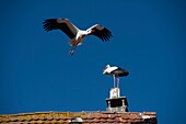 Frankreich, Haut Rhin, Elsässer Weinstraße, Rouffach, Flugstorch