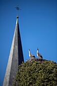 France, Haut Rhin, Alsace Wine Route, Rouffach, Notre Dame church, stork nest and stork couple
