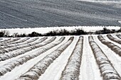 France, Drome, Ferrassieres, lavender fields under the snow