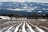 France, Drome, Ferrassieres, lavender fields under the snow