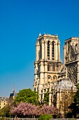 France, Paris, Ile de la Cité, Notre-Dame de Paris cathedral with cherry blossoms in spring