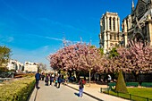Frankreich, Paris, UNESCO-Welterbe, Ile de la Cité, Kathedrale Notre-Dame mit Kirschblüten im Frühling, wenige Stunden vor dem schrecklichen Brand, der das gesamte Bauwerk verwüstete