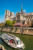 Frankreich, Paris, UNESCO-Welterbe, Ile de la Cité, Kathedrale Notre-Dame und Kirschblüten im Frühling