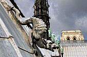 France, Paris, area listed as World Heritage by UNESCO, Ile de la Cite, Notre Dame Cathedral, a gargoyle on the roof