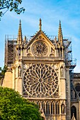 France, Paris, area listed as World Heritage by UNESCO, Ile de la Cite, Notre Dame Cathedral after the fire of April 15, 2019