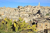 Italy, Basilicata, Matera, European Capital of Culture 2019, troglodyte old town listed as World Heritage by UNESCO, Sassi di Matera, Sasso Caveoso with the cathedral and the first fig tree of Barbary (Opuntia ficus-indica