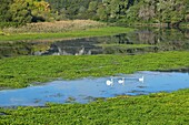 France, Vaucluse, Avignon, island of La Barthelasse, cove of Islon, swans