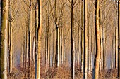 France, Vaucluse, Regional Natural Park of the Luberon, Vallee de la Durance, Beaumont de Pertuis