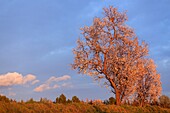 France, Vaucluse, Luberon Regional Natural Park, Lourmarin, Most Beautiful Villages of France, almond blossom