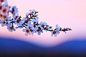 France, Vaucluse, Luberon Regional Natural Park, Lourmarin, Most Beautiful Villages of France, almond blossom