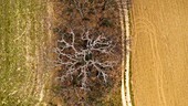 France, Vaucluse, Regional Natural Park of Luberon, Lourmarin, white oak (aerial view)