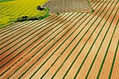 Frankreich, Alpes de Haute Provence, Regionaler Naturpark Verdon, Hochebene von Valensole, Richtung Valensole, Lavendelfeld (Luftaufnahme)