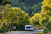 France, Alpes Maritimes, Mandelieu la Napoule, Vernede Valley, Tanneron road, Mimosa road