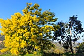 Frankreich, Alpes Maritimes, Pegomas, Vallon de l'Estreille, La Colline des Mimosas Familie Reynaud