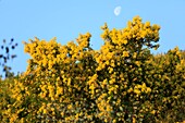 Frankreich, Alpes Maritimes, Pegomas, Vallon de l'Estreille, La Colline des Mimosas Familie Reynaud