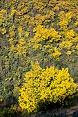 Frankreich, Alpes Maritimes, Pegomas, Vallon de l'Estreille, La Colline des Mimosas Familie Reynaud