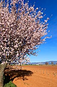 France, Alpes de Haute Provence, Verdon Regional Nature Park, Plateau de Valensole, Valensole, lavender and almond blossom field