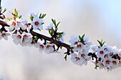 France, Alpes de Haute Provence, Brunet, almond trees in bloom