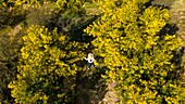 France, Alpes Maritimes, Pegomas, Vallon de l'Estreille, La Colline des Mimosas Reynaud family (aerial view)