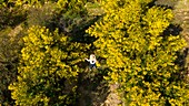 Frankreich, Alpes Maritimes, Pegomas, Vallon de l'Estreille, La Colline des Mimosas Familie Reynaud (Luftaufnahme)