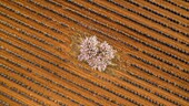 France, Alpes de Haute Provence, Verdon Regional Nature Park, Plateau de Valensole, Puimoisson, lavender and almond blossom field (aerial view)