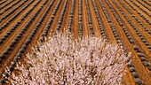 France, Alpes de Haute Provence, Verdon Regional Nature Park, Plateau de Valensole, Puimoisson, lavender and almond blossom field (aerial view)