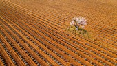 Frankreich, Alpes de Haute Provence, Regionaler Naturpark Verdon, Plateau de Valensole, Puimoisson, Lavendel- und Mandelblütenfeld (Luftaufnahme)