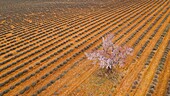 France, Alpes de Haute Provence, Verdon Regional Nature Park, Plateau de Valensole, Saint Jurs, lavender and almond blossom field (aerial view)