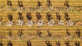 France, Alpes de Haute Provence, Brunet, almond field (aerial view)