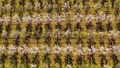 France, Alpes de Haute Provence, Brunet, almond field (aerial view)