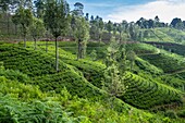 Sri Lanka, Provinz Uva, entlang der Zugstrecke, die Badulla mit Kandy verbindet, durch Bergregionen und Teeplantagen