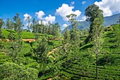 Sri Lanka, Provinz Uva, entlang der Zugstrecke, die Badulla mit Kandy verbindet, durch Bergregionen und Teeplantagen