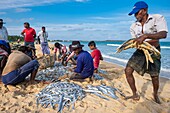 Sri Lanka, Eastern province, Kalkudah, fishermen pulling up their net on Kalkudah beach