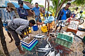 Sri Lanka, Ostprovinz, Passikudah, Fischer am Strand von Passikudah, Wiegen und Verkauf von Fisch