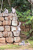 Sri Lanka, Central province, Sigiriya, the Lion Rock, archaeological site of the former Sri Lankan royal capital, a UNESCO World Heritage Site, monkeys at the foot of the site