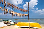 Sri Lanka, Northern province, Jaffna peninsula, Point Pedro is a town located at the northernmost point of the island, drying squids