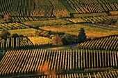 France, Haut Rhin, Niedermorschwihr, Route des Vins d'Alsace, Early morning vineyards near Niedermorschwihr