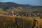 France, Haut Rhin, Route des Vins d'Alsace, Ammerschwihr is a village located on the Route des Vins d'Alsace, Its main economic resources are viticulture and especially its famous Kaefferkopf (hill producing high quality grapes)