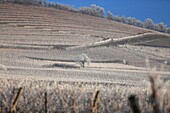 France, Bas Rhin, Alsatian vineyards in winter at the foot of the castle of Haut Koenigsbourg