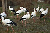 France, Haut Rhin, NaturOparC is the Center for the reintroduction of storks and otters from Hunawhir, The village is labeled the most beautiful villages in France