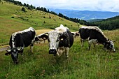 France, Haut Rhin, Wasserbourg, The cows la Vosgienne of Mr Michel Wehrey, farmer at the Buchwald Farm Inn