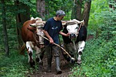 France, Haut Rhin, Munster Valley, Soultzeren, Mr Philippe Kuhlmann, breeder, trainer, and user of cattle in Soultzeren for a non mechanized farming
