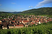 Frankreich, Haut Rhin, Route des Vins d'Alsace, Riquewihr zu den schönsten Dörfern Frankreichs gekürt