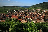 France, Haut Rhin, Route des Vins d'Alsace, Riquewihr village, It is labeled most beautiful villages of France