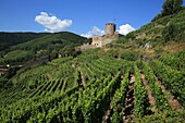 France, Haut Rhin, Route des Vins d'Alsace, Village of Kaysersberg, Castle Schlossberg
