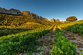 France, Vaucluse, Dentelles de Montmirail, vineyard of Gigondas