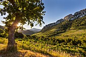 France, Vaucluse, Dentelles de Montmirail, vineyard of Gigondas, in the background Mont Ventoux