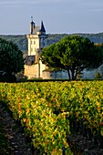 France, Indre et Loire, Loire Valley listed as World Heritage by UNESCO, the vineyard of Chinon and in the background the Castle of Chinon