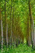 France, Indre et Loire, poplar plantation